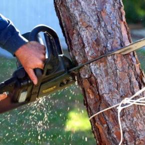 Reputable Tree Maintenance Business